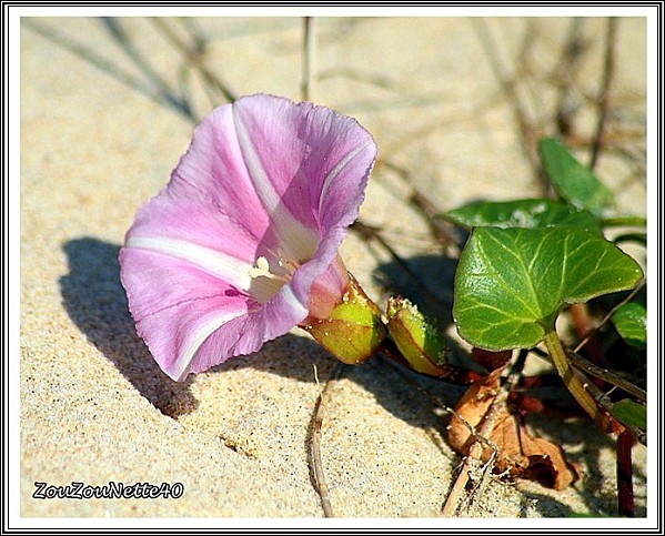 BALADE-PLAGE--N--15--29-MAI-2012-.jpg