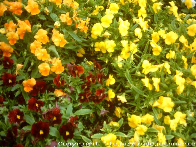 et oui nous voila bientôt au mois de Mai ;alors il faut faire les massifs d’été donc il faut arracher ces massifs d'hiver c'est bien dommage car c'est maintenant qu'ils sont la le plus beau