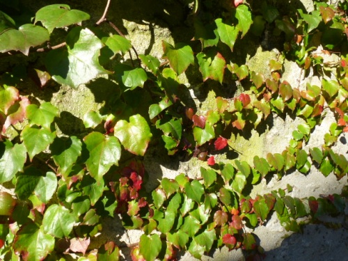 COULEURS D'AUTOMNE A BEAUGENCY