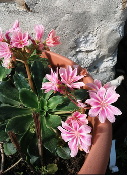 Fleurs de printemps/Spring flowers