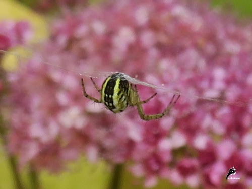 Mangore petite-bouteille (Mangora acalypha) 