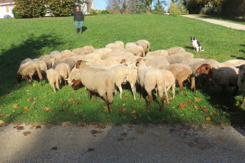 La transhumance des moutons à Malesherbes