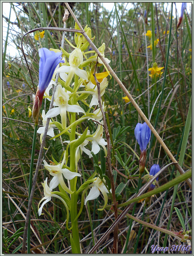 Randonnée au Congost de Mont-Rebei : orchidée Orchis à deux feuilles (Platanthera bifolia) - Aragon/Catalogne - Espagne