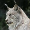 Lynx d'Europe (Lynx lynx lynx)