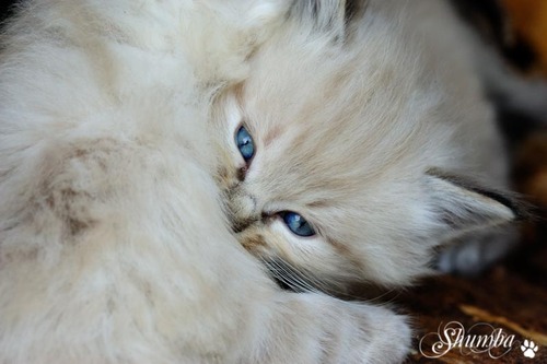 Lion cubs back home!