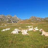 Passage près d'un troupeau de vaches couchées