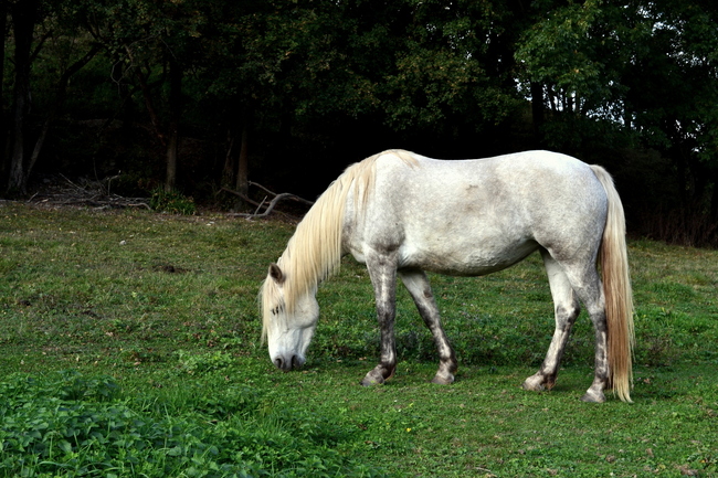 2014.10.21 Haute-Jarrie (Isère, Rhône-Alpes)