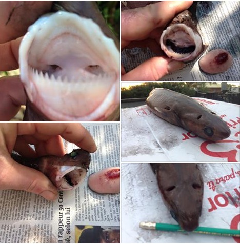 La photo de squalelet féroce publiée par Thierry Gazzo sur sa page Facebook