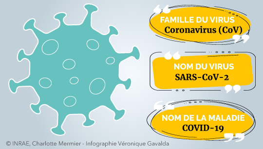 Infographie fiche d'identité du COVID-19