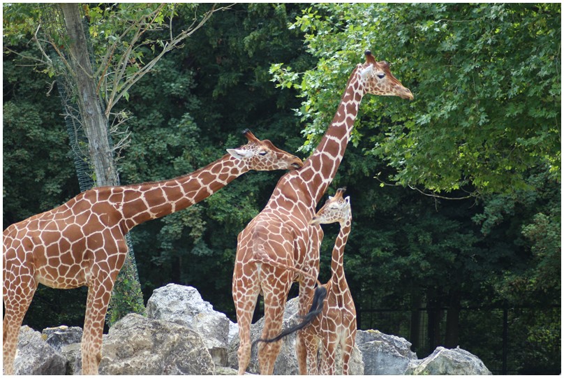 Au zoo de Beauval-17-Les girafes