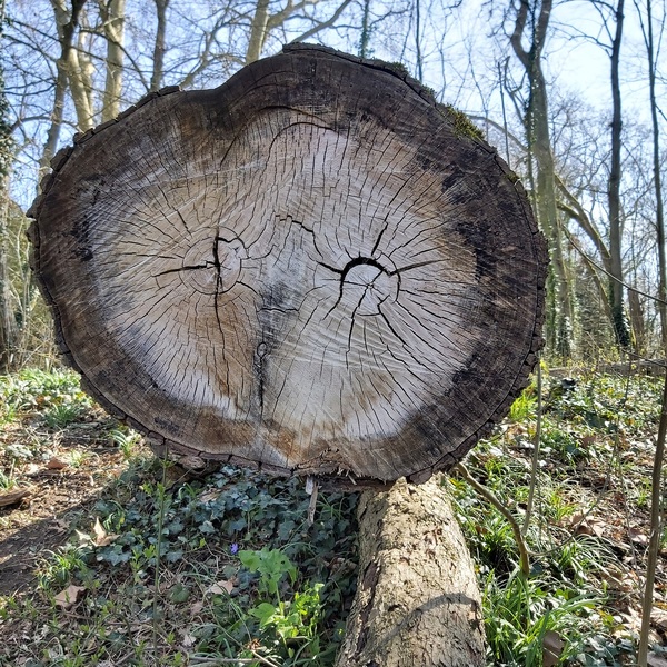 Le sylphe du vieux tronc d'arbre