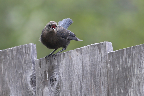 Brewer's Blackbird - Little river