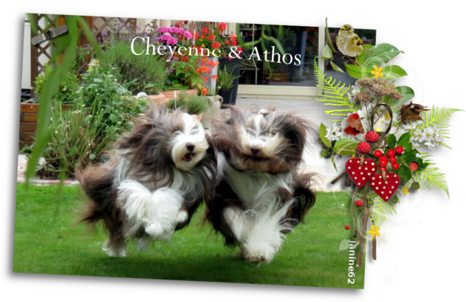 ♥ Bonne journée d' Athos & Cheyenne ♥