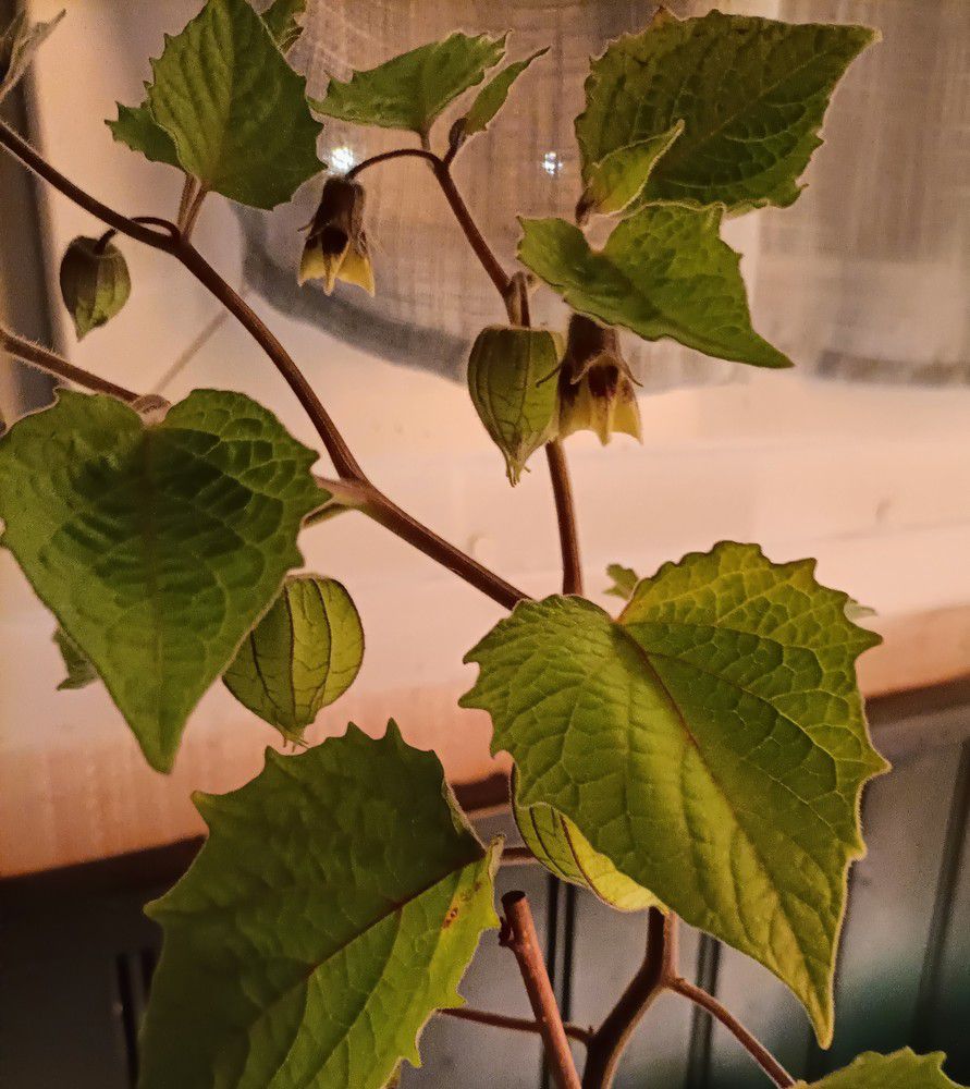 Physalis ou &quot;amour en cage&quot;, quelle beauté !