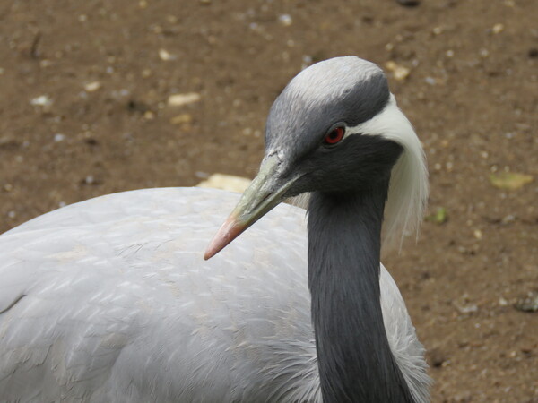  Zoo de Beauval (2).