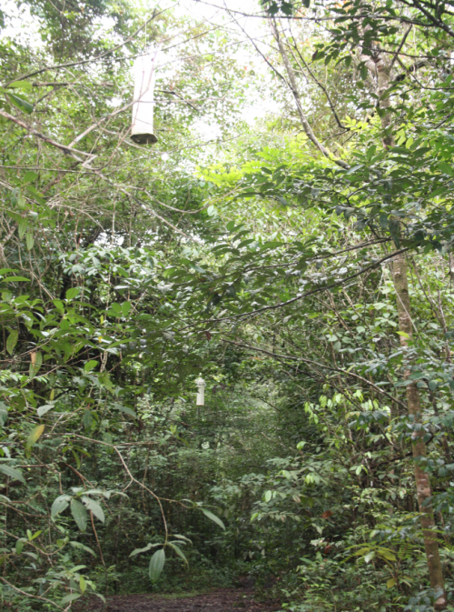 Inventaire des lépidoptères Guyane Mars 2016