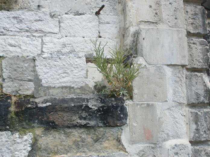 La nature tague les murs à sa façon