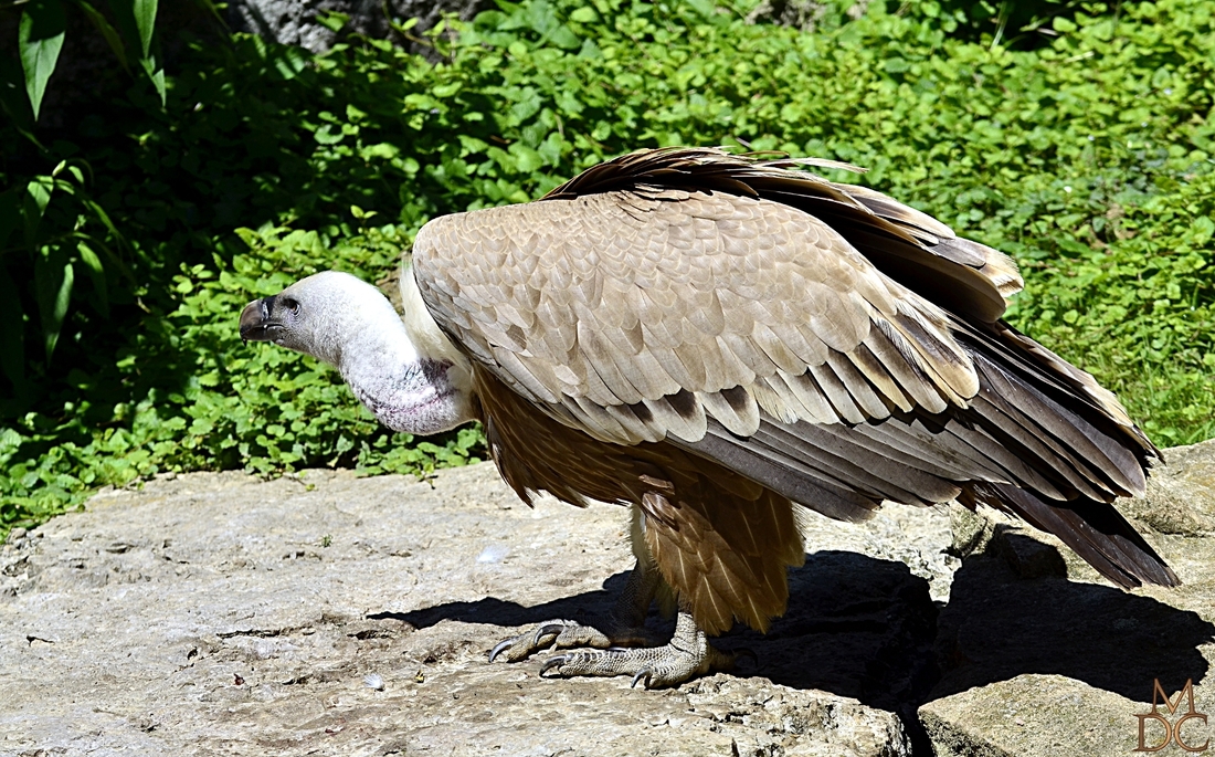 Vautour fauve