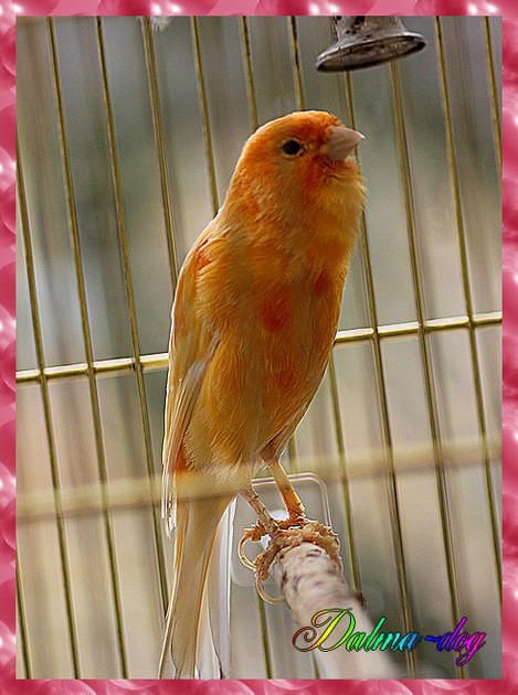 mon canari