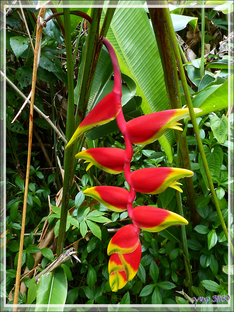 Héliconia rostré, Pince de homard (Heliconia rostrata) - Huahine - Polynésie française