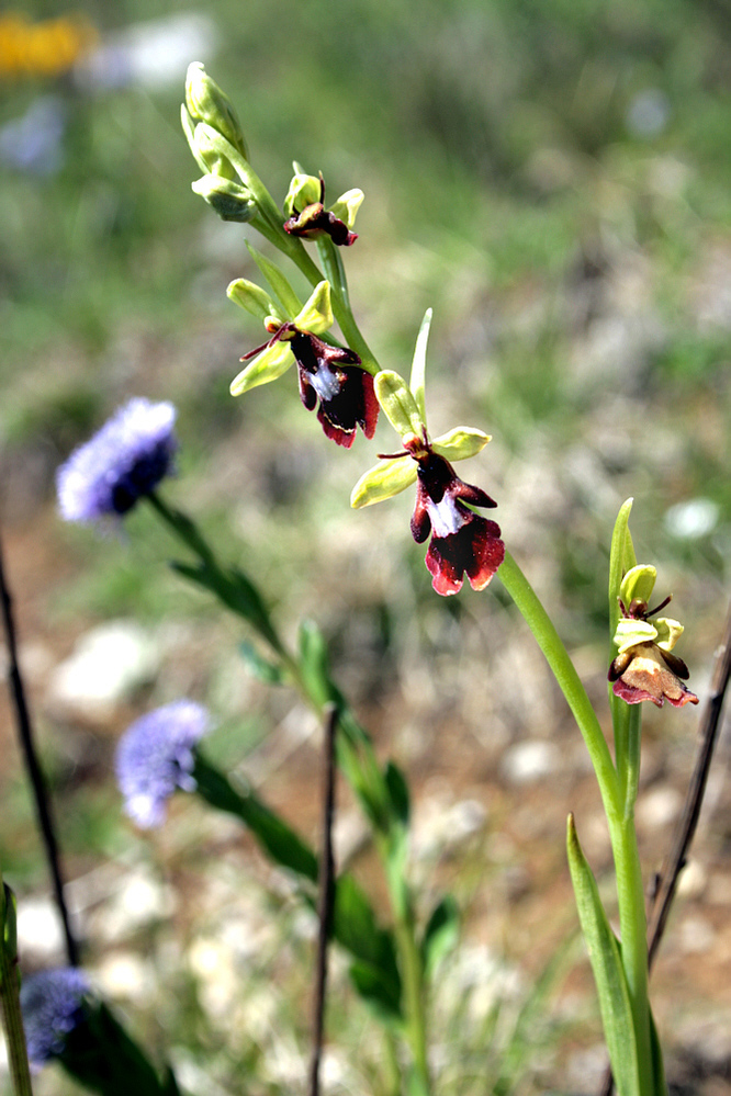 Ophrys mouche (Ophrys insectifera) et globulaires en arrière-plan - Sauveterre de Comminges - 31  (Flore)