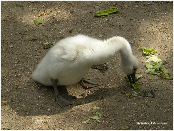 21 Juin 2011 Photo cygnes Minimes 4