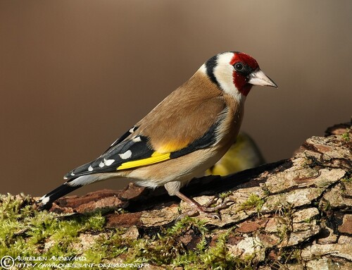 Les oiseaux