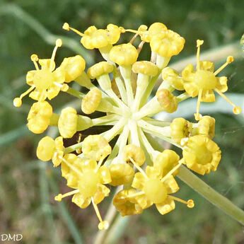 Foeniculum vulgare - fenouil commun