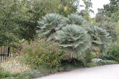 Plantes ,fruits,fleurs