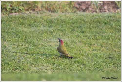 Pic vert Picus viridis - European Green Woodpecker
