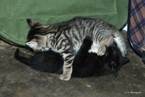 Kitties at home