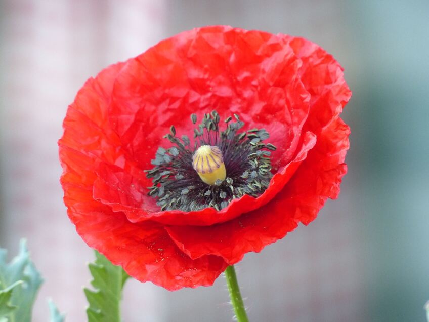 Couleur dominante...ROUGE