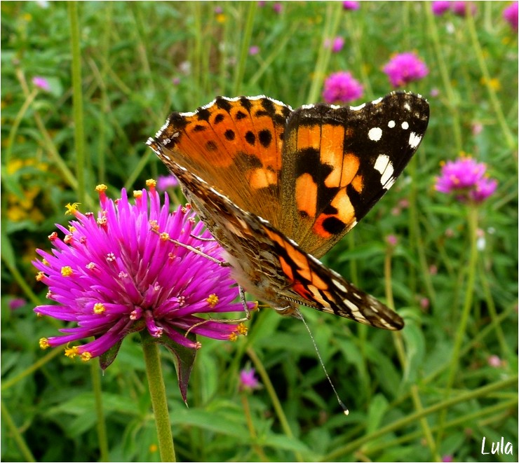 Papillons : Vanessa cardui et Monarque