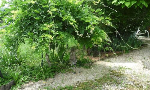 Juin :  taille en vert de la glycine