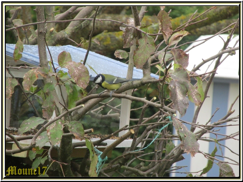 Une nouvelle petite maison pour les oiseaux du jardin