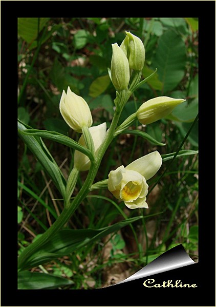 cephalanthera-longifolia.jpg