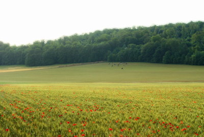 cereales-te-coquelicot-val-ane-f.jpg