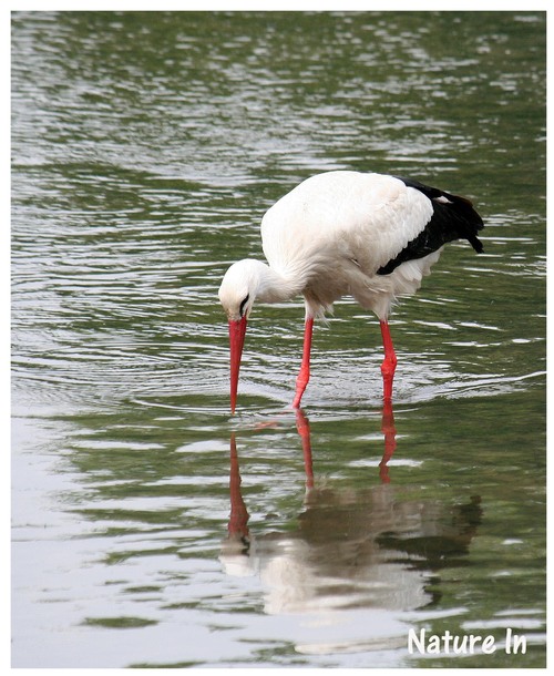 Cigogne blanche