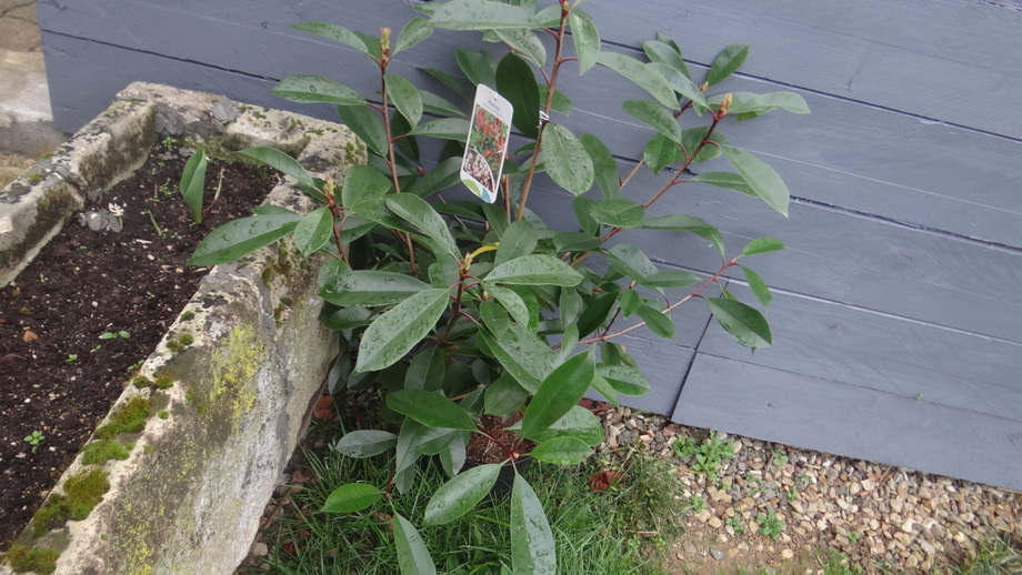 Photinia  X FRASERI RED ROBIN