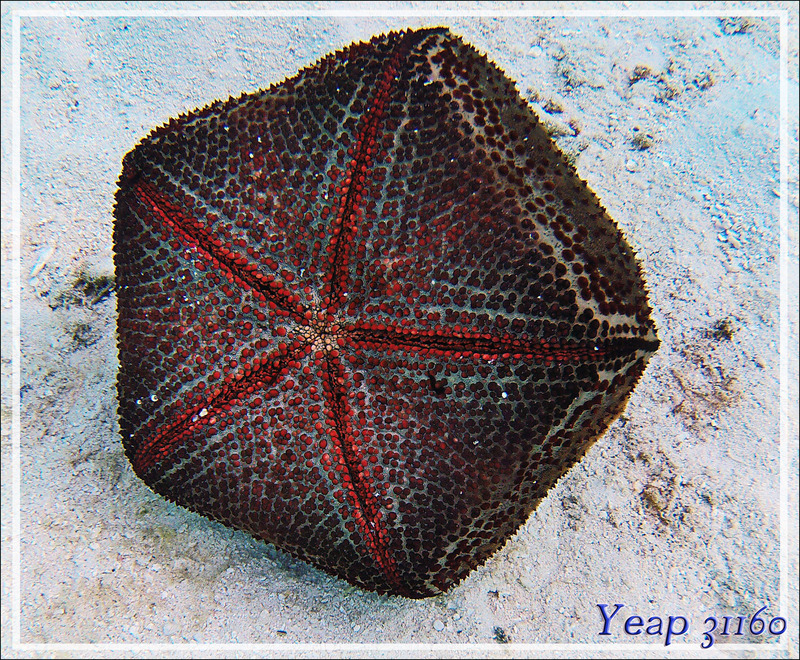 Etoile de mer « coussin de requin » (Culcita schmideliana) - Athuruga - Atoll d'Ari - Maldives