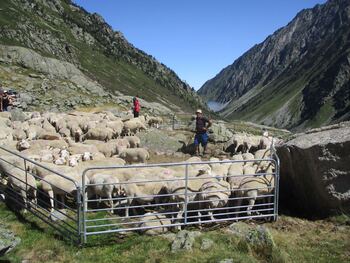 L'enclos à moutons