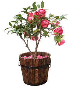 plante fleurie exterieur pot plante fleurie exterieur pot