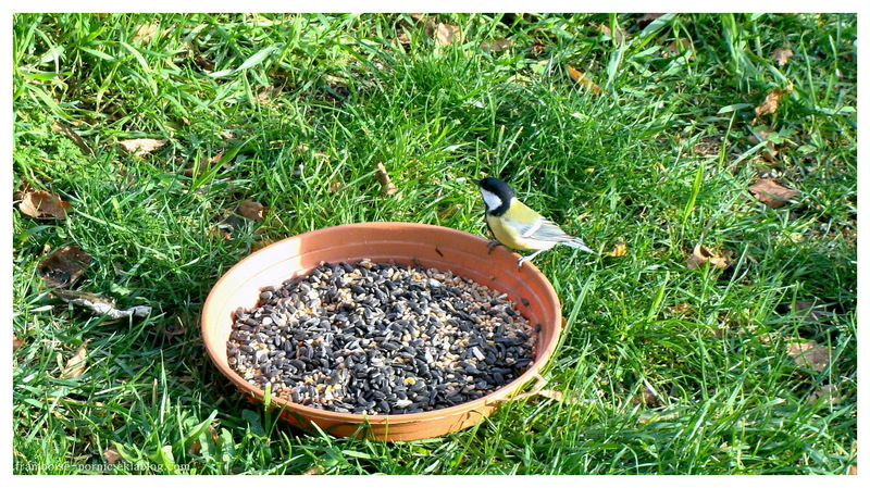 Oiseaux de mon jardin à Pornic - Janvier 2015