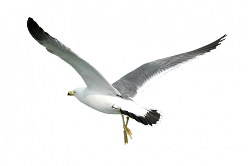 tubes oiseaux
