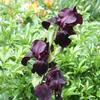 IRIS BORDEAU FONCE (presque noire)