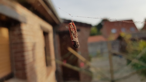 Accouplement des papillons toxiques