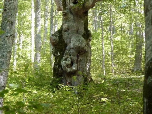 Les Fleurs des Fées