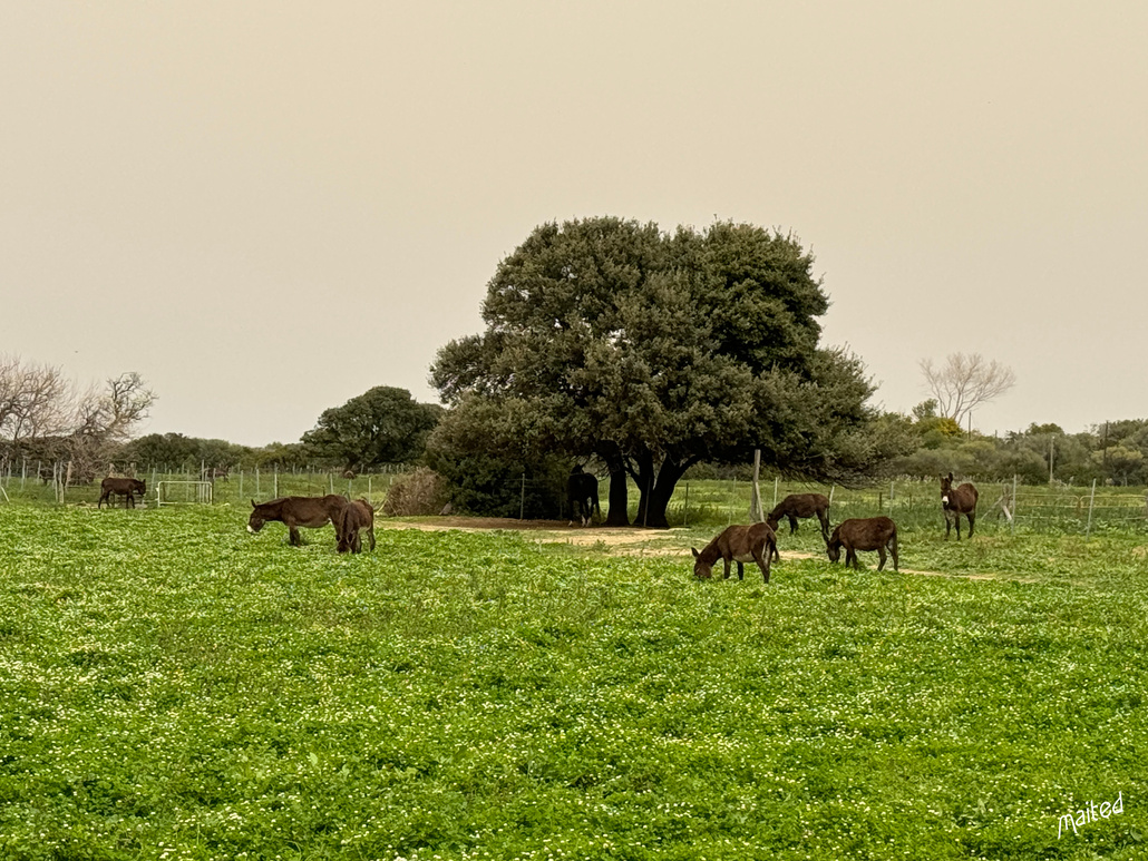 Les ânes de Belgodere