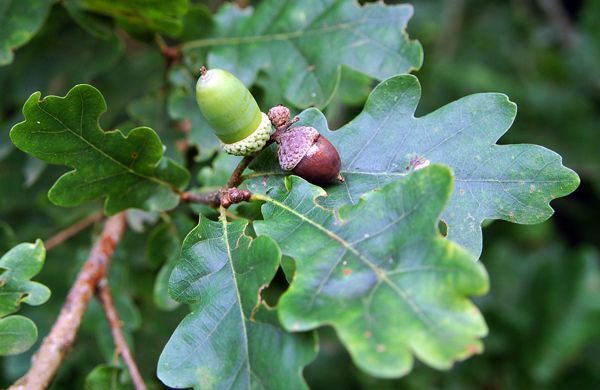 Le chêne pédonculé est un arbre courant dans l’hémisphère nord. © Rudolf Schäfer, Flickr, CC by-sa 2.0