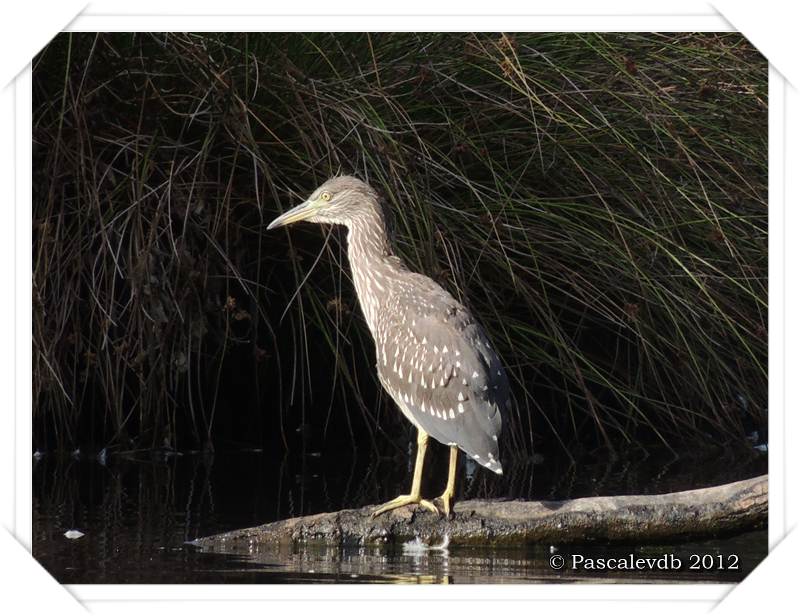 Visite aux oiseaux du Teich - 12/12